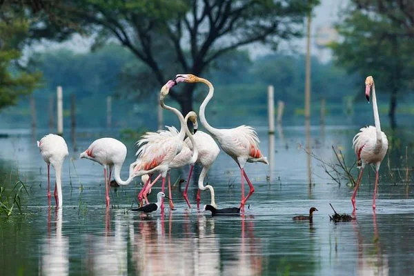 Agra – Bharatpur Bird Tour